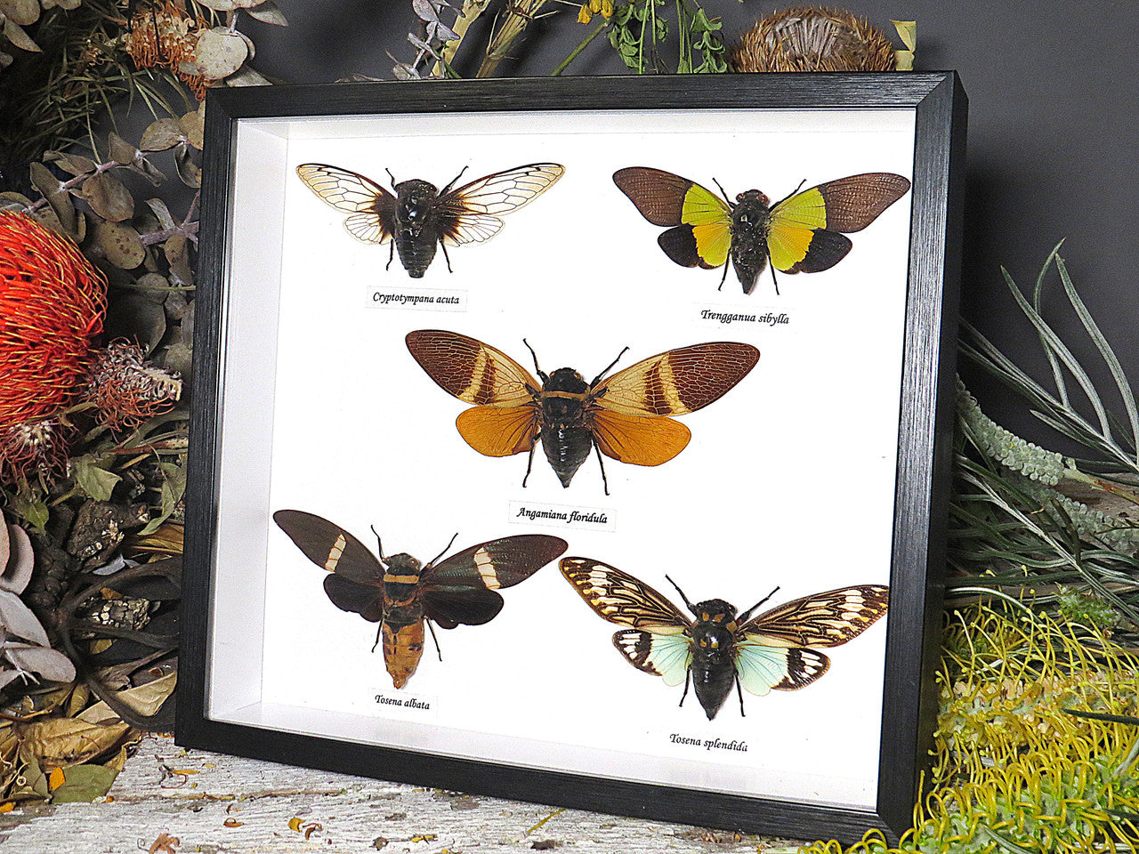 Cicada  5 combination