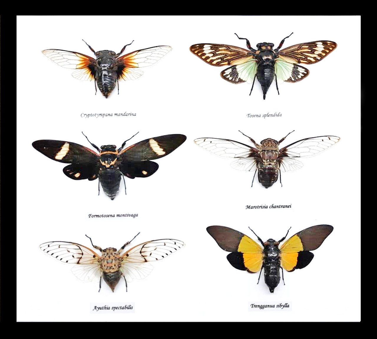 Cicada 6 