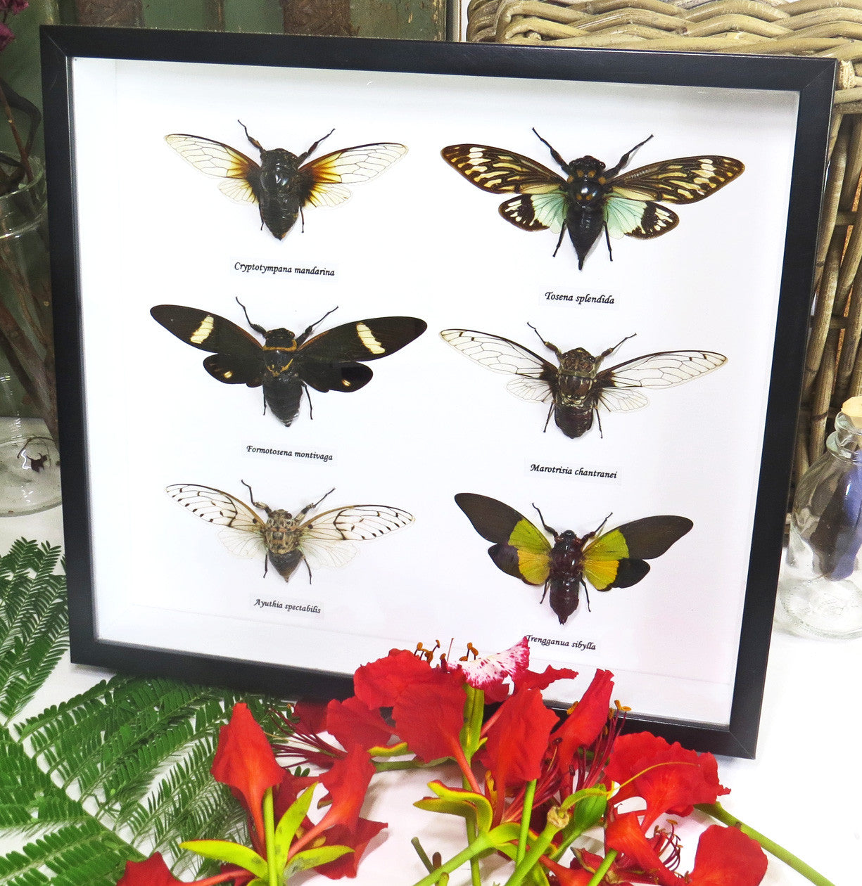 Cicada 6 