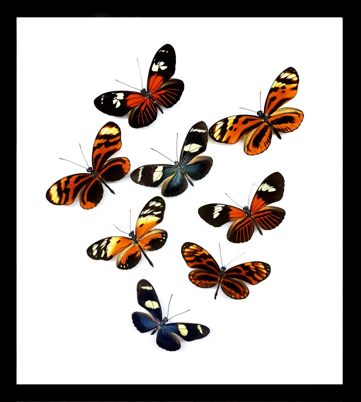 Heliconius