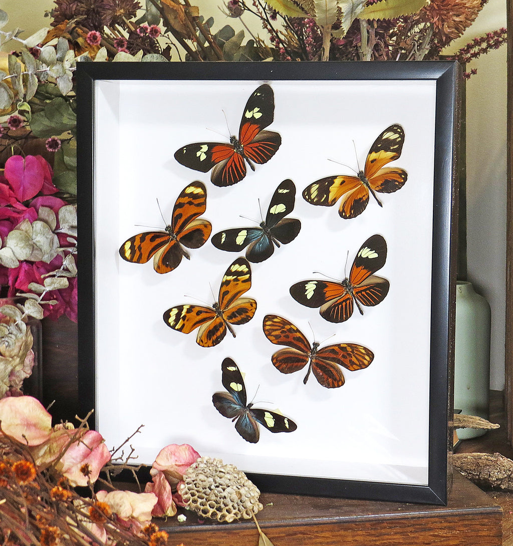 Heliconius