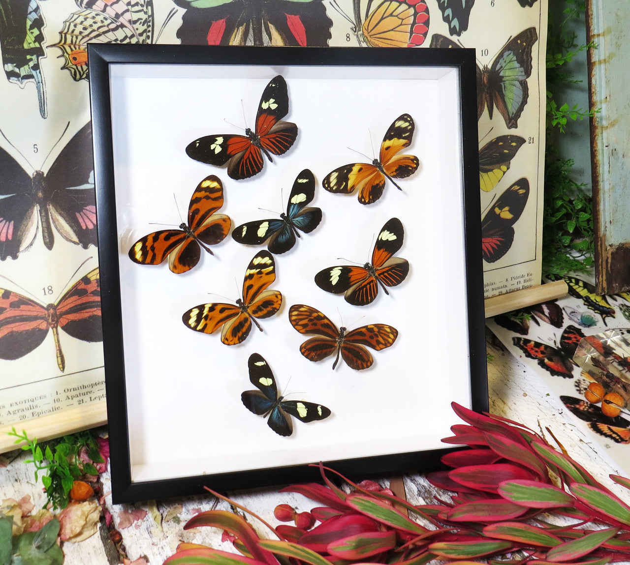 Heliconius