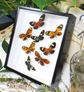 Heliconius