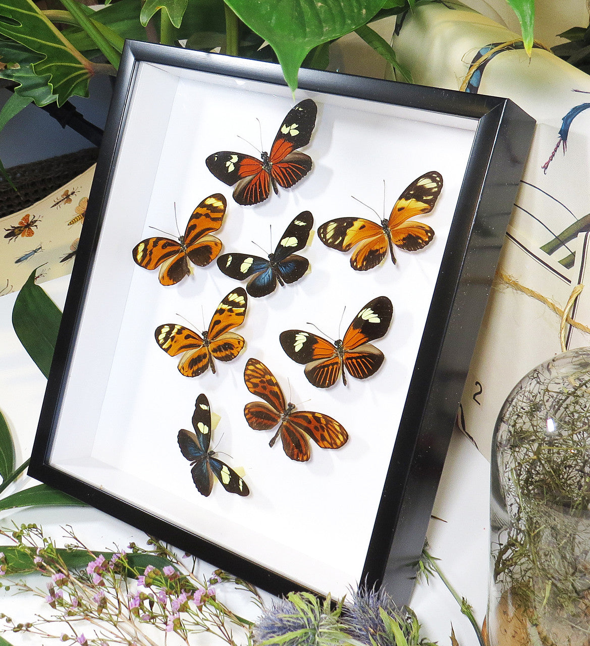 Heliconius