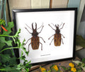 Macrodontia cervicornis male / female