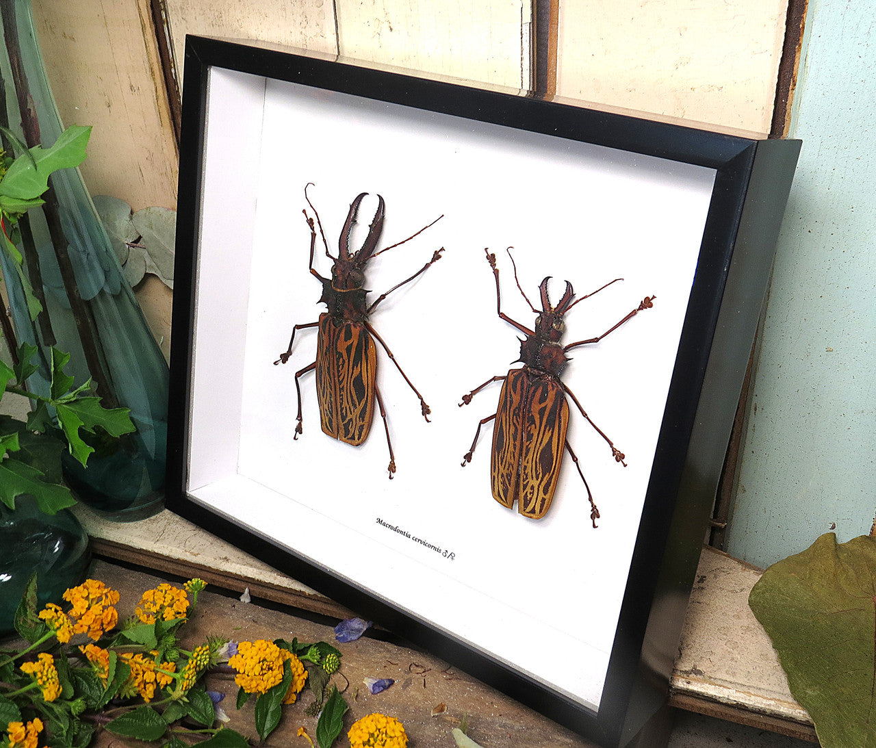 Macrodontia cervicornis male / female