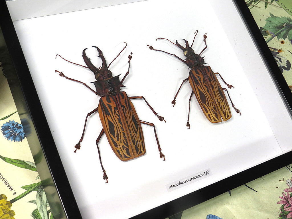 Macrodontia cervicornis male / female