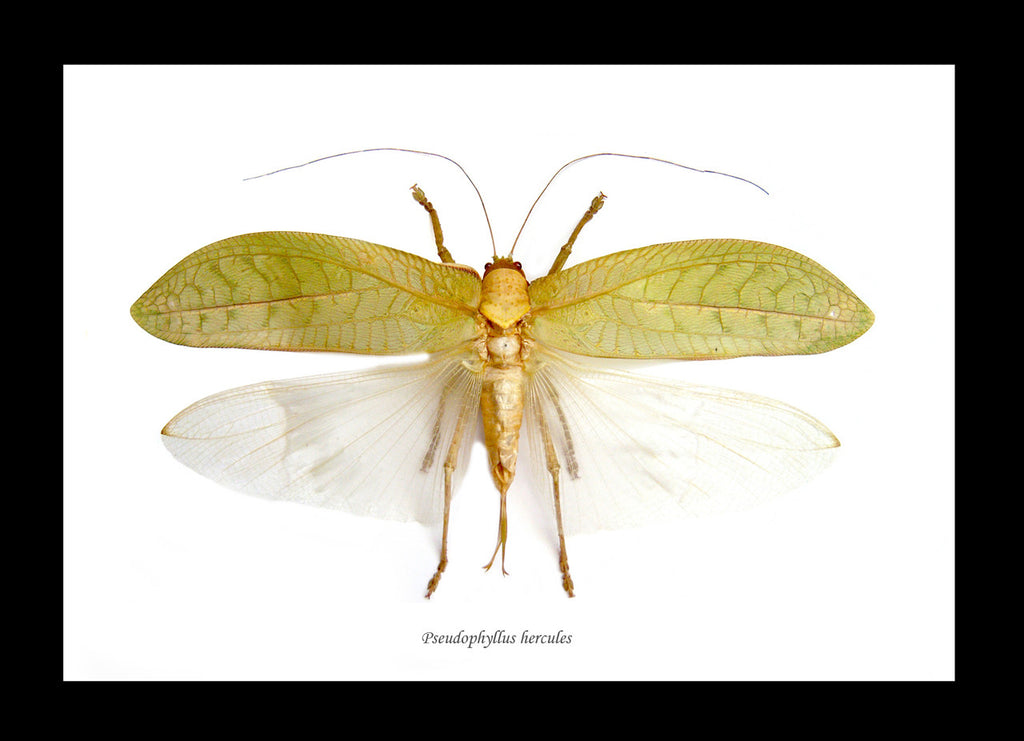 Pseudophyllus hercules Bits & Bugs 