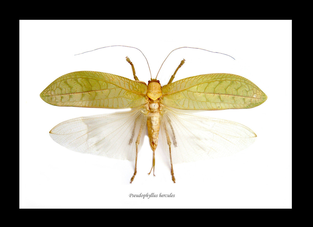 Pseudophyllus hercules Bits & Bugs 