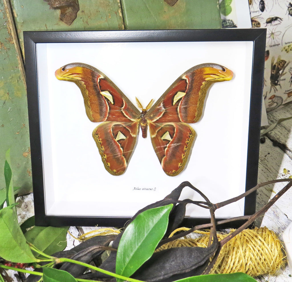 Attacus atlas