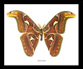Attacus atlas