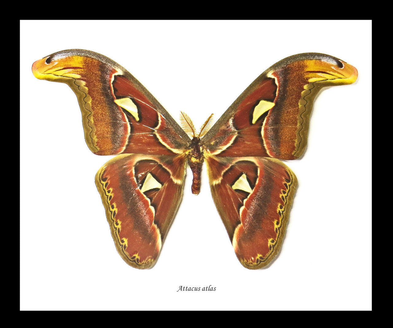 Attacus atlas