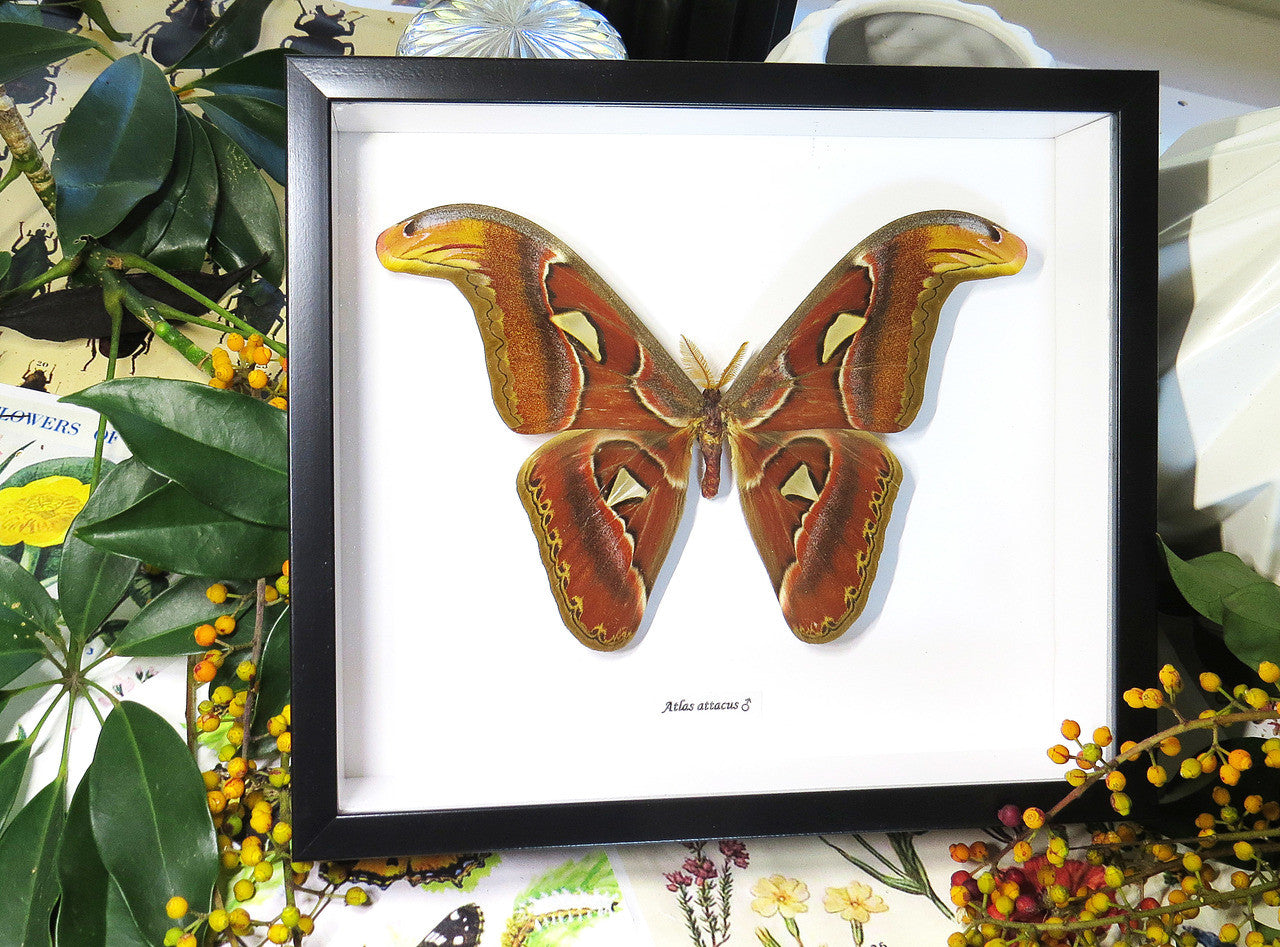 Attacus atlas