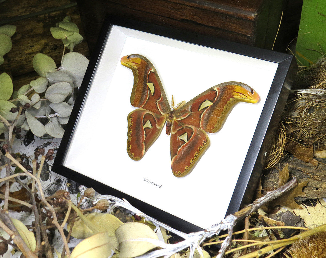Attacus atlas