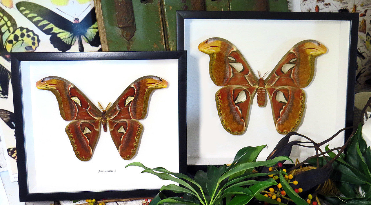 Attacus atlas male and female
