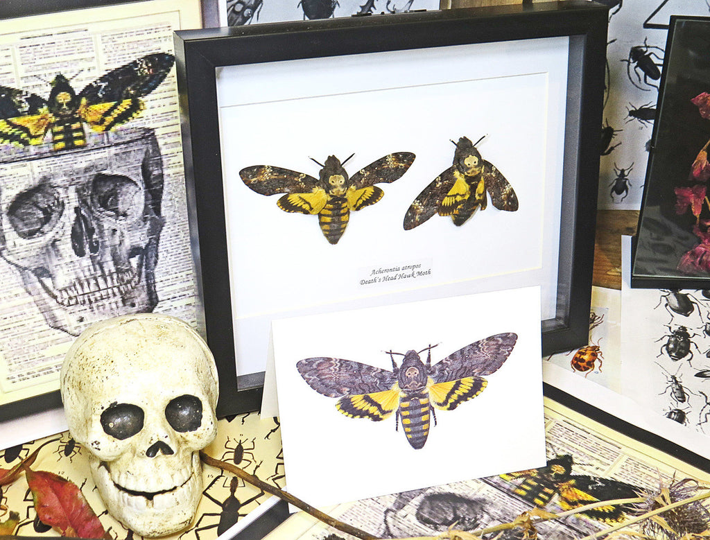 Insect bug bee butterfly dragonfly taxidermy entomology beetle moth