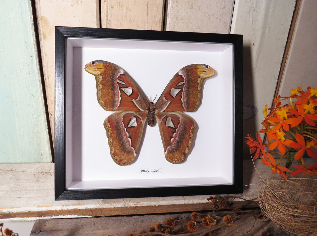 Attacus atlas female # B9   ( special )