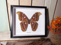 Attacus atlas female # B9   ( special )