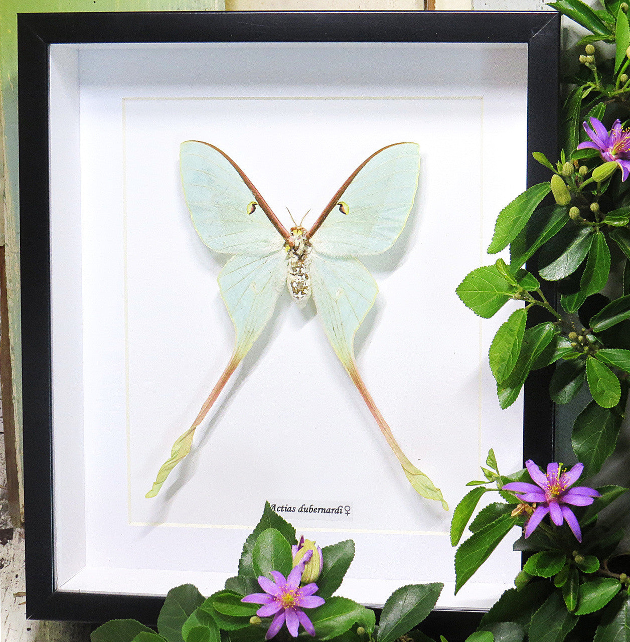Actias dubernardi