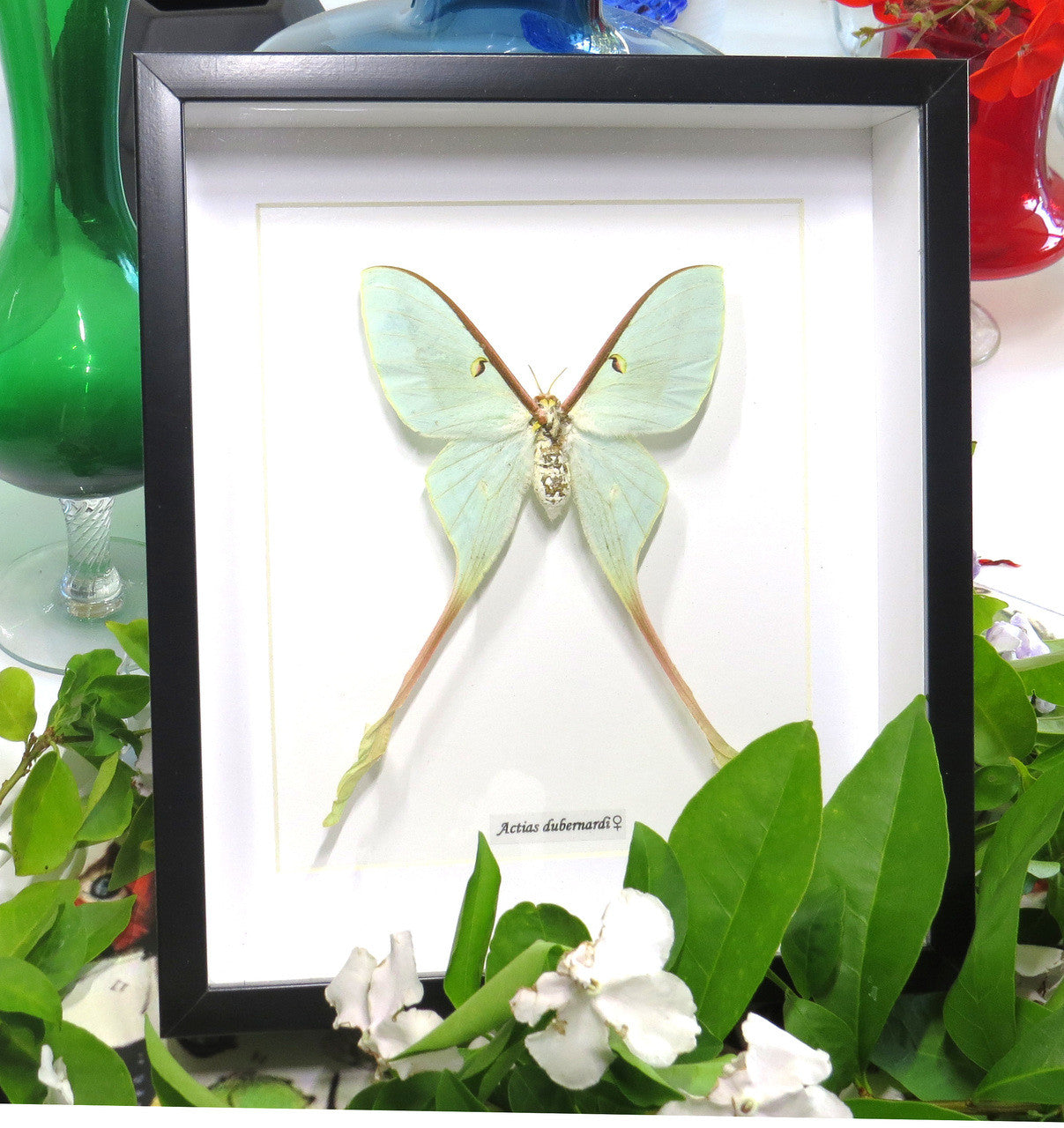 Actias dubernardi