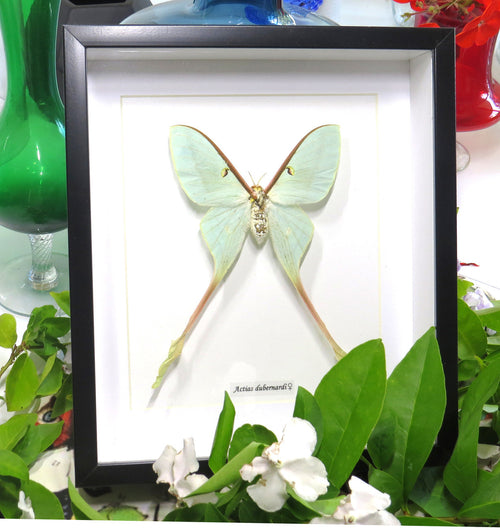 Actias dubernardi