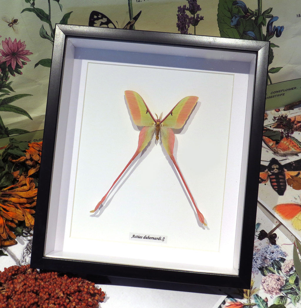Actias dubernardi