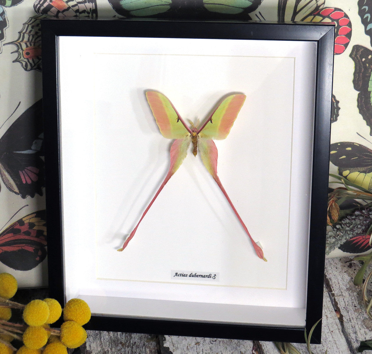 Actias dubernardi