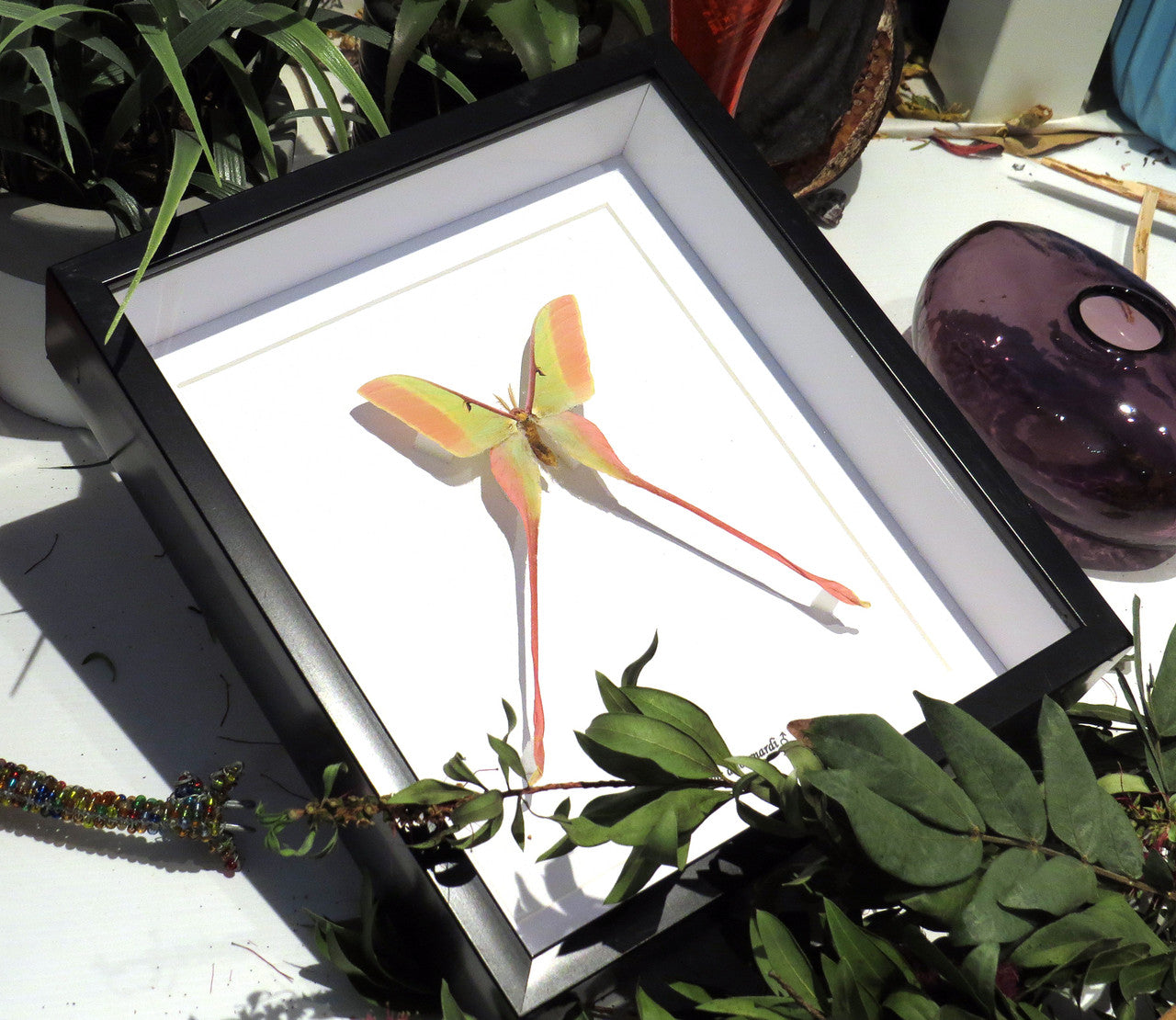 Actias dubernardi