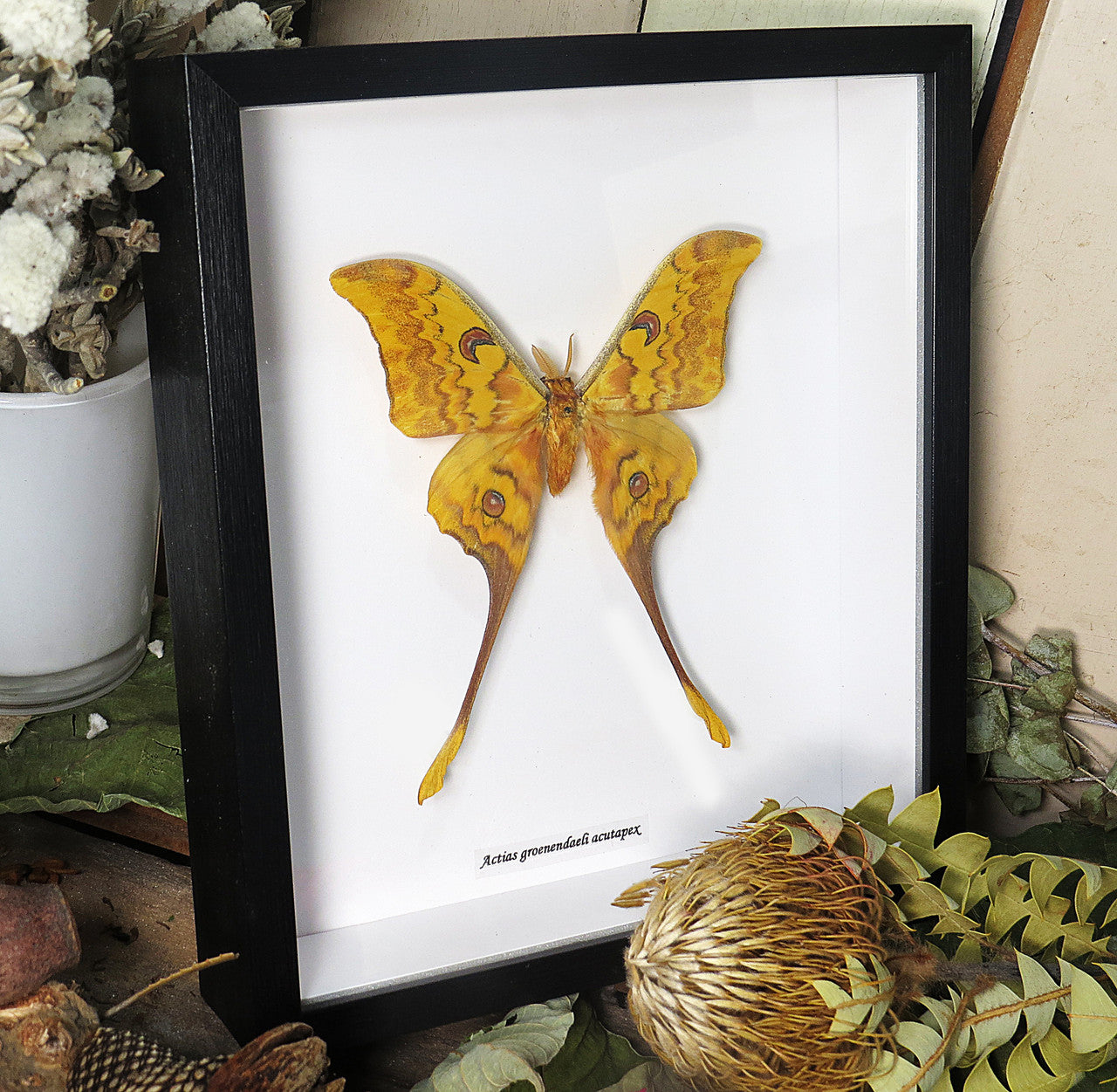Actias groenendaeli acutapex