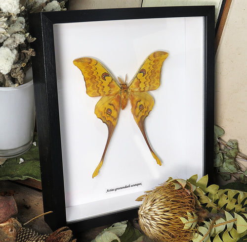 Actias groenendaeli acutapex