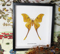 Actias groenendaeli acutapex