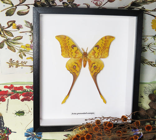 Actias groenendaeli acutapex