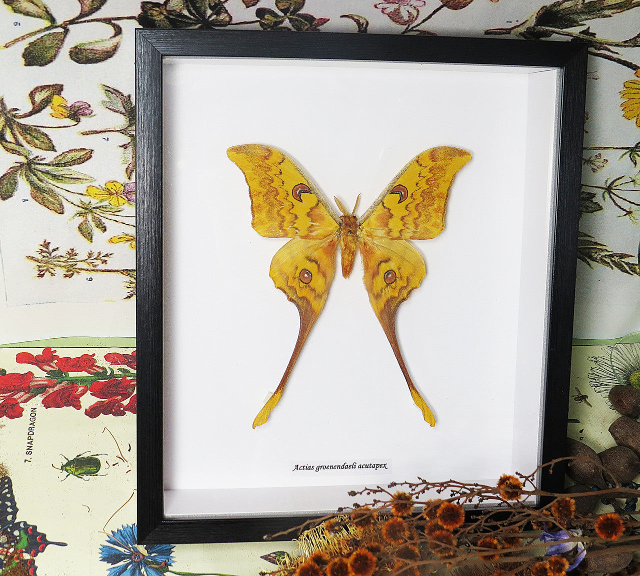 Actias groenendaeli acutapex