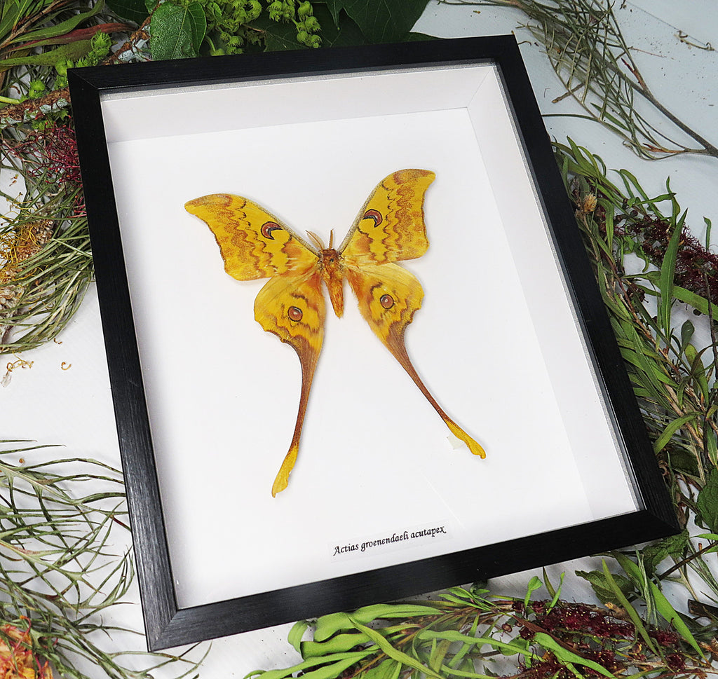Actias groenendaeli acutapex
