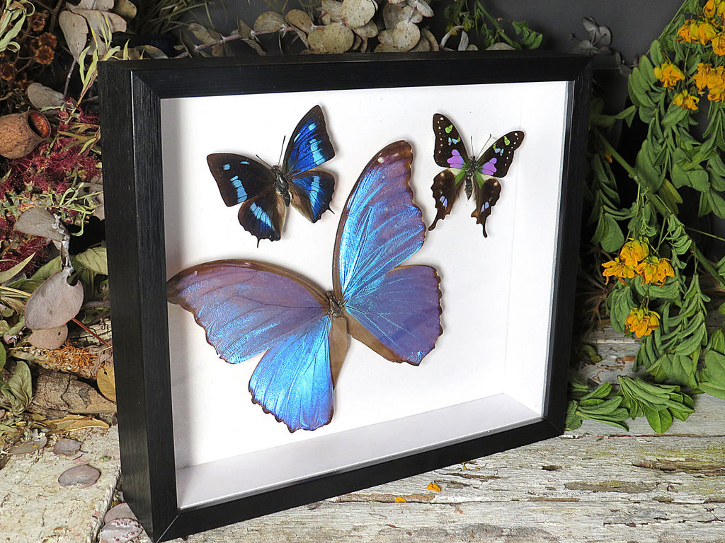 Graphium weiskei , Morpho amathonte, Anea cyaneus