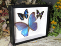 Graphium weiskei , Morpho amathonte, Anea cyaneus