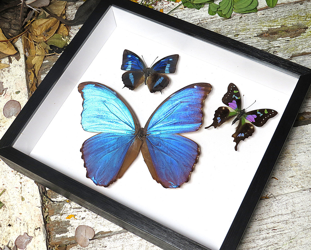 Graphium weiskei , Morpho amathonte, Anea cyaneus
