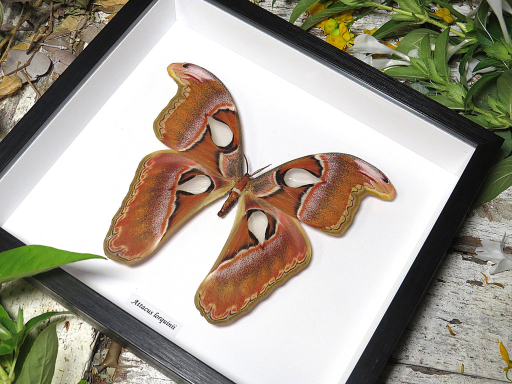 Attacus lorquinii 