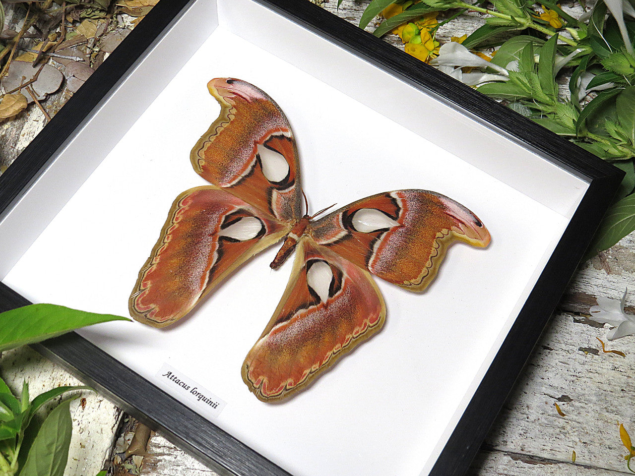 Attacus lorquinii 