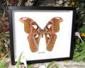 Attacus lorquinii 