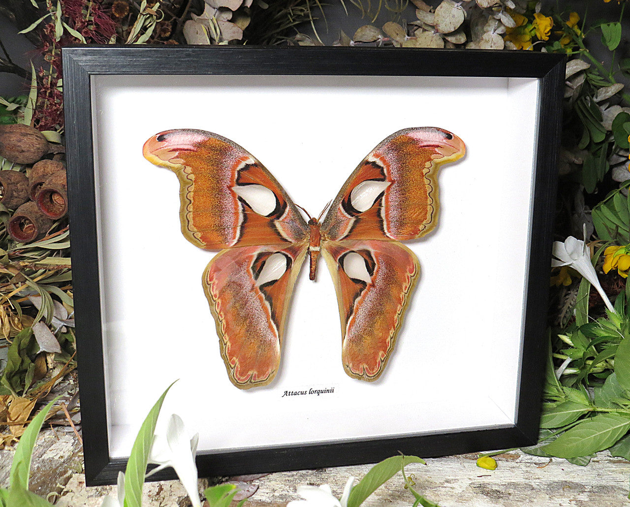 Attacus lorquinii 