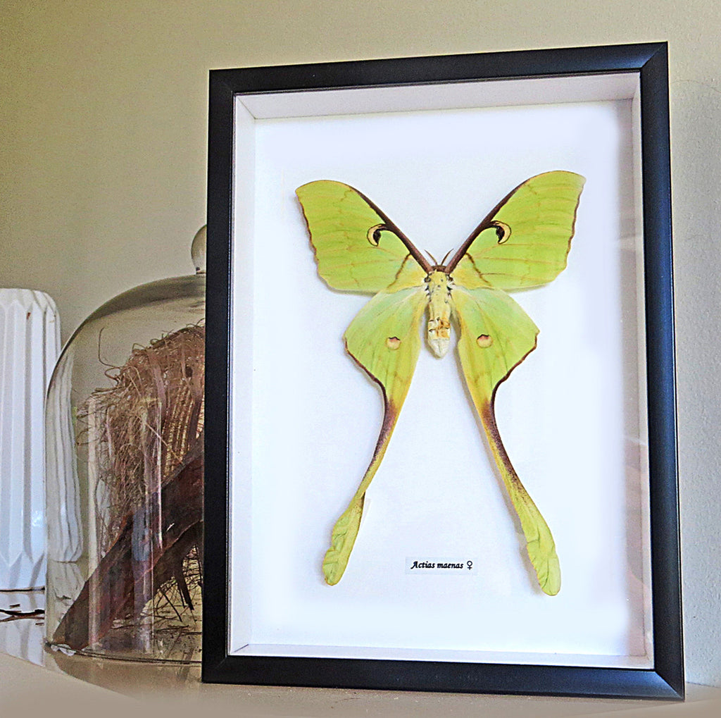 Actias maenas