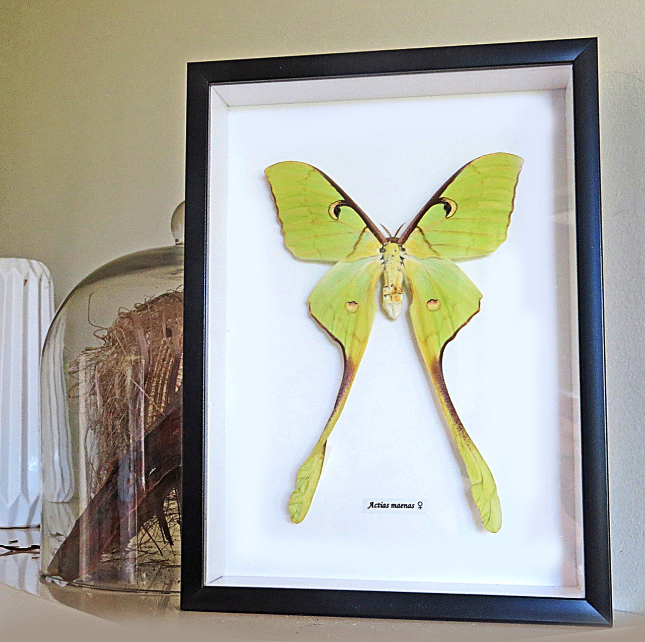 Actias maenas