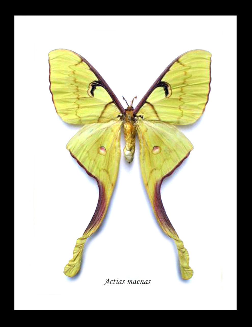 Actias maenas
