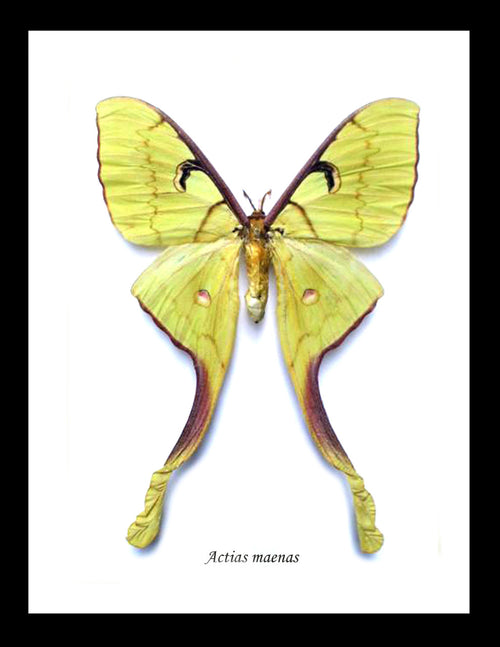 Actias maenas