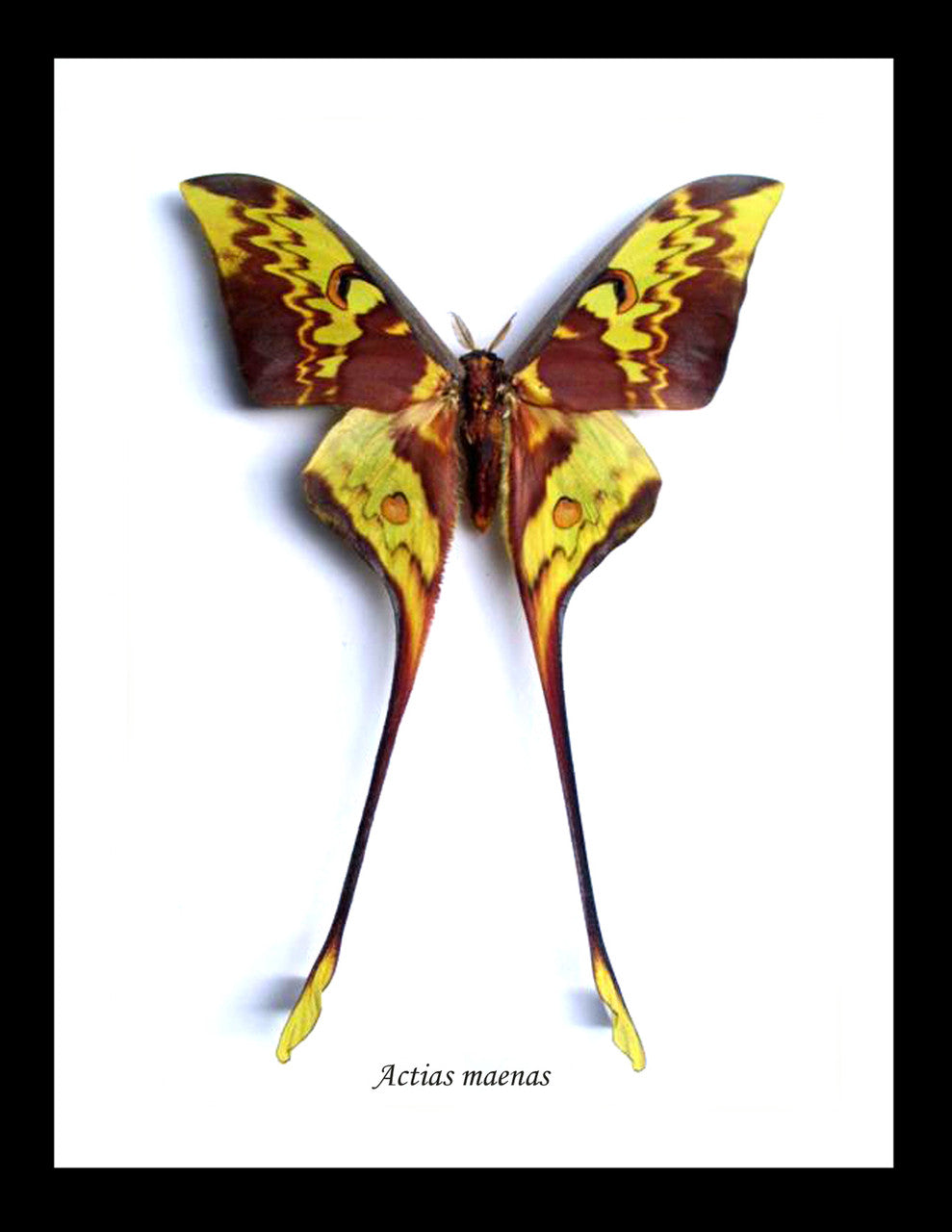 Actias maenas Male