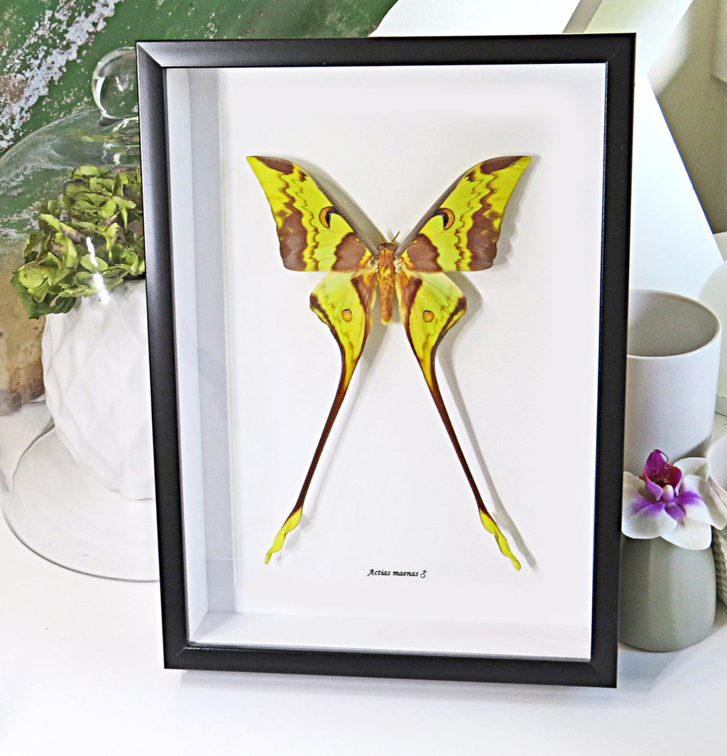 Actias maenas Male