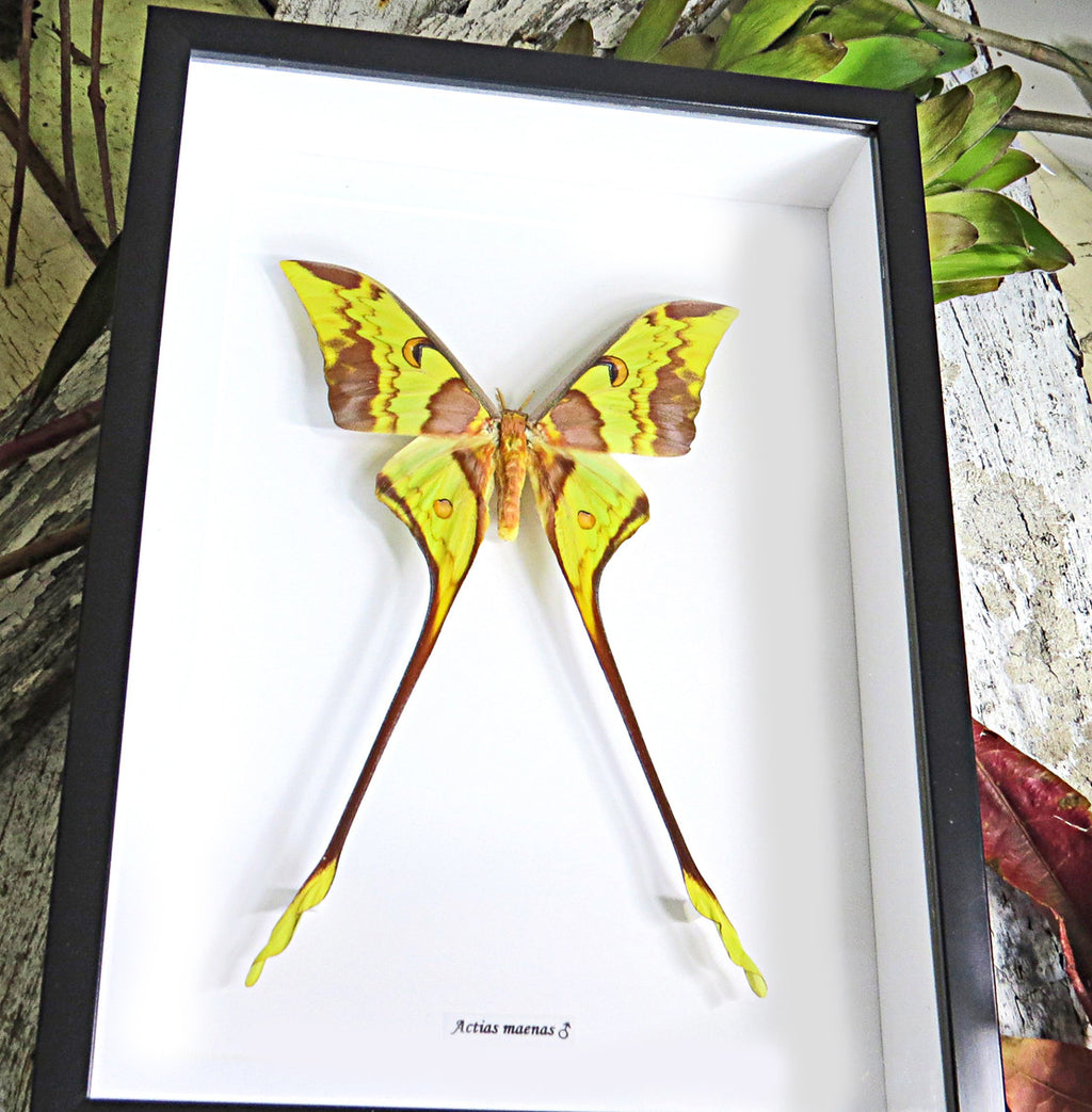 Actias maenas Male