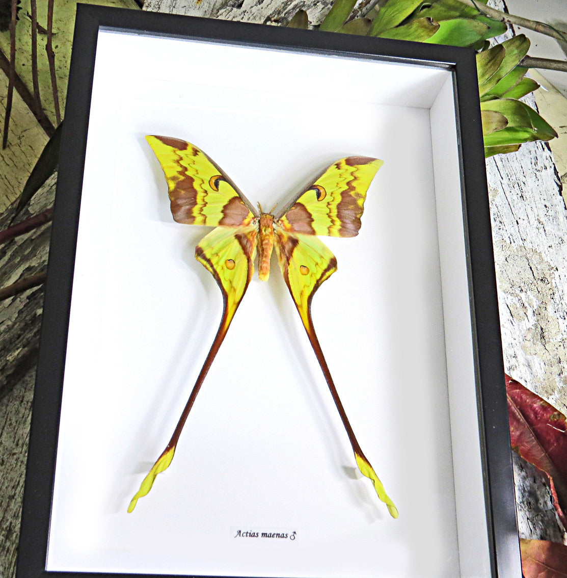 Actias maenas Male