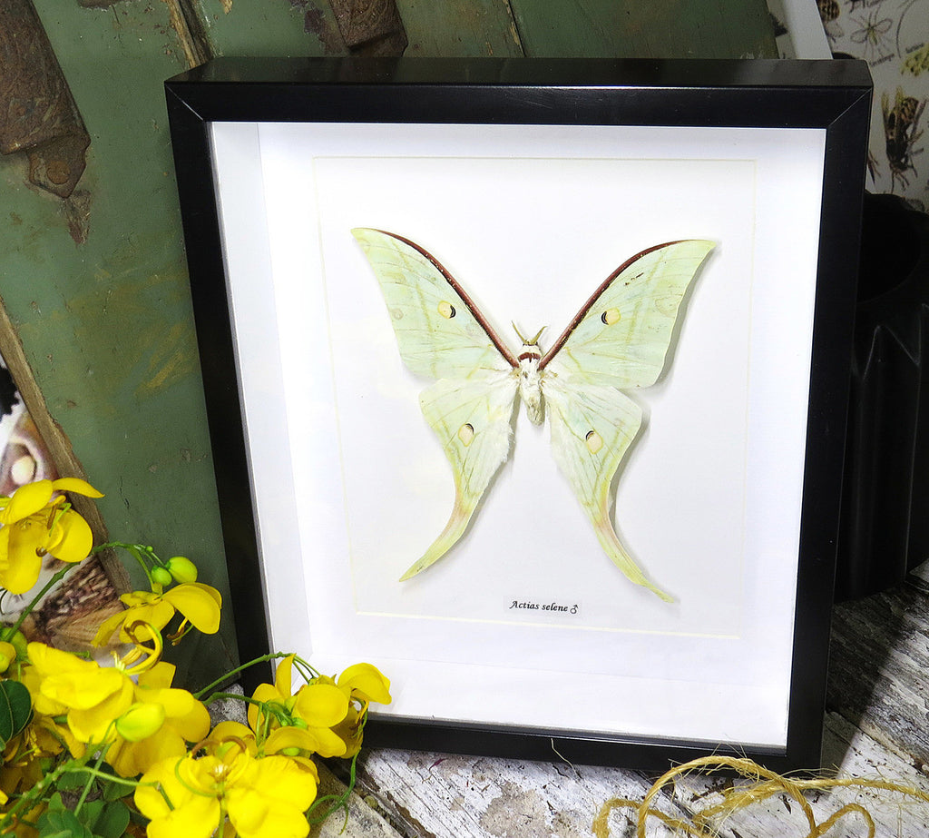 moon lunar moth Actias selene Indian moon moth Bits & Bugs 
